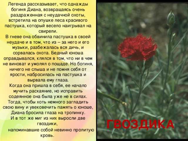 История